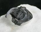 Scotoharpes Trilobite With Free-Standing Genals #7885-2